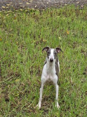 Italian Greyhound puppy for sale by LAEXOTICA