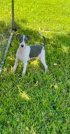 Italian Greyhound puppy for sale by LAEXOTICA