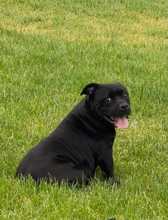 Staffordshire Bull Terrier puppy for sale by LAEXOTICA