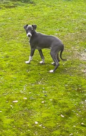 Italian Greyhound puppy for sale by LAEXOTICA