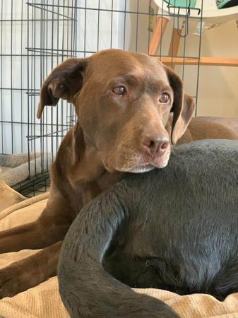Labrador Retriever puppy for sale by CHIOTLABRADORS