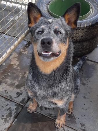 Australian Cattle Dog for sale by KANGABLUE