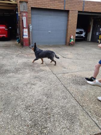 Australian Cattle Dog for sale by KANGABLUE