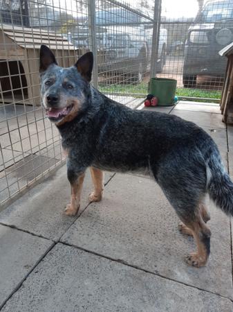 Australian Cattle Dog for sale by KANGABLUE