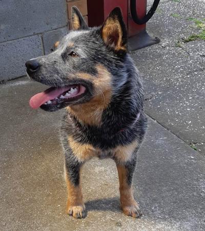 Australian Cattle Dog for sale by KANGABLUE