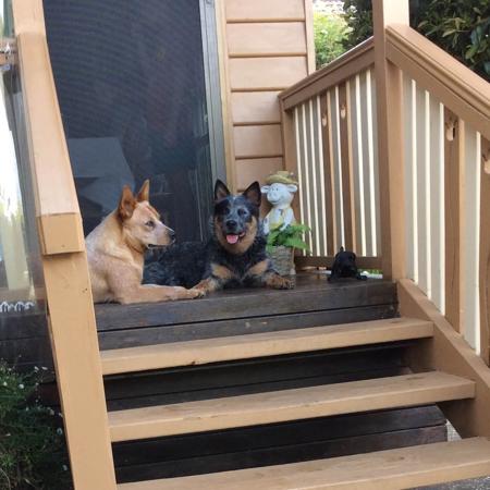 Australian Cattle Dog for sale by KANGABLUE