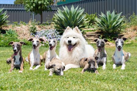 Whippet for sale by ASHSINHALT