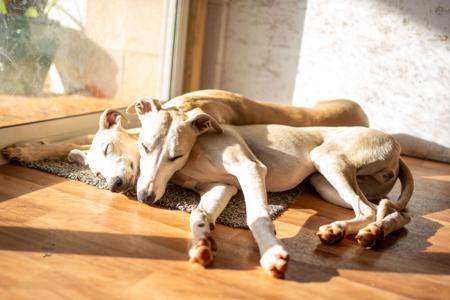 Whippet for sale by ASHSINHALT