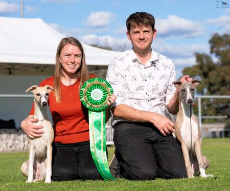 Whippet for sale by ASHSINHALT