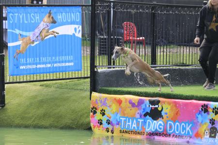 Whippet for sale by ASHSINHALT