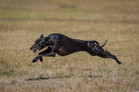 Whippet for sale by ASHSINHALT