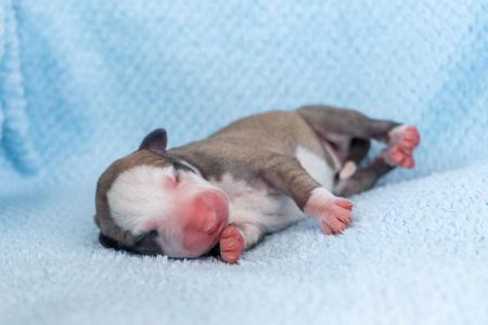 Whippet for sale by ASHSINHALT