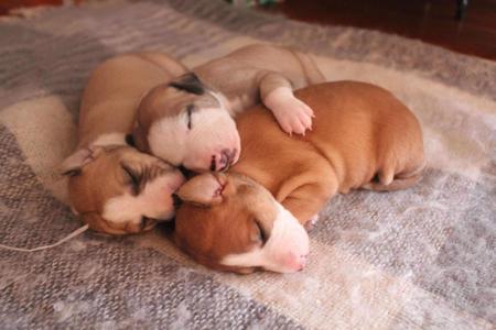 Whippet for sale by ASHSINHALT