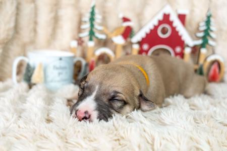 Whippet for sale by ASHSINHALT