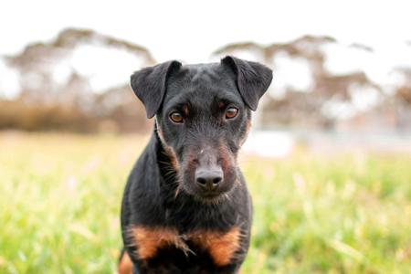 German Hunting Terrier for sale by ASHSINHALT