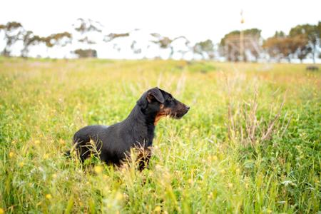 German Hunting Terrier for sale by ASHSINHALT