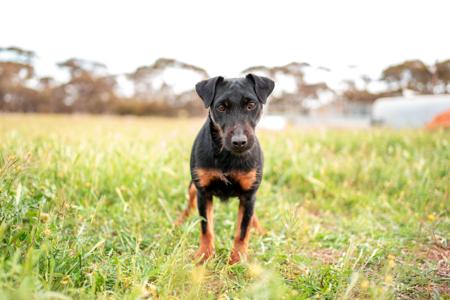 German Hunting Terrier for sale by ASHSINHALT