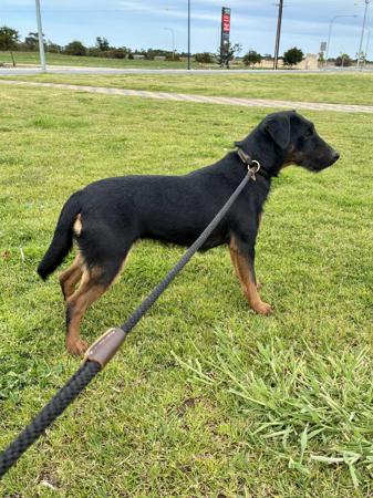 German Hunting Terrier for sale by ASHSINHALT