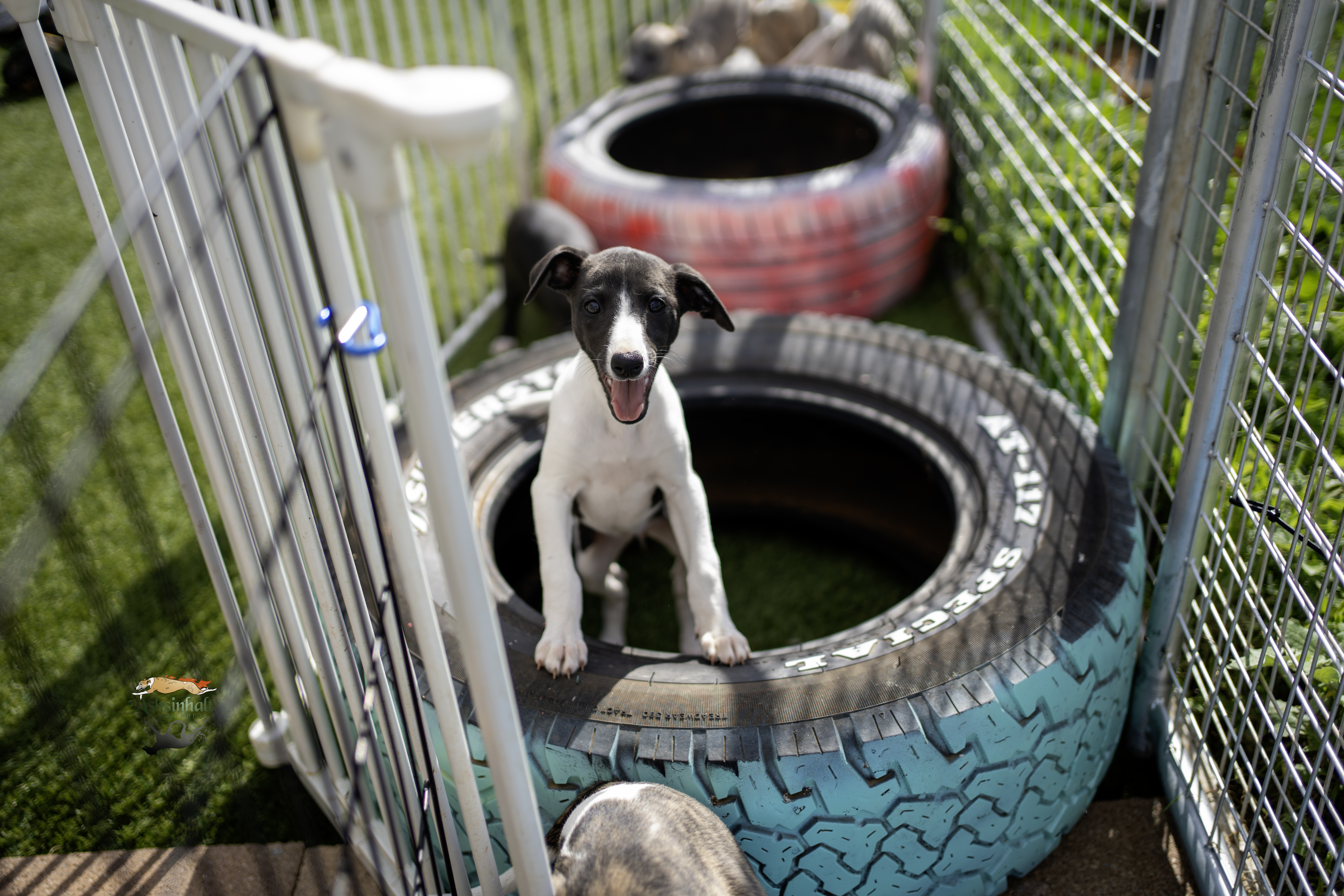 Whippet puppy for sale by ASHSINHALT