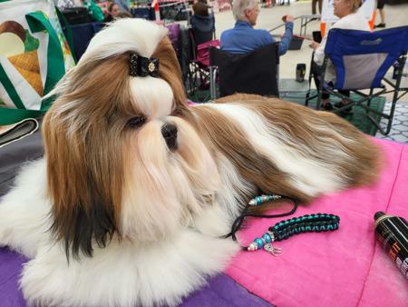 Shih Tzu for sale by SHIHLIENAZIT