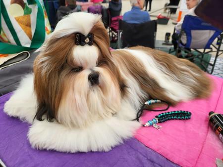 Shih Tzu for sale by SHIHLIENAZIT