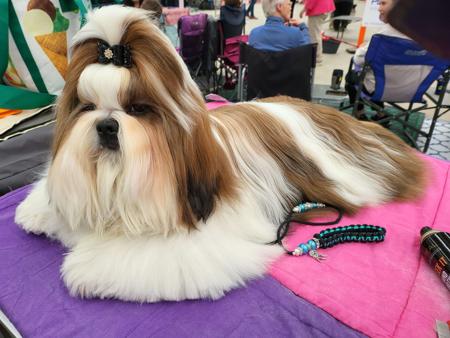 Shih Tzu for sale by SHIHLIENAZIT