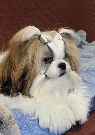Shih Tzu for sale by SHIHLIENAZIT