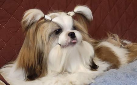 Shih Tzu for sale by SHIHLIENAZIT
