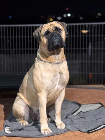 Bullmastiff for sale by NHOOPER