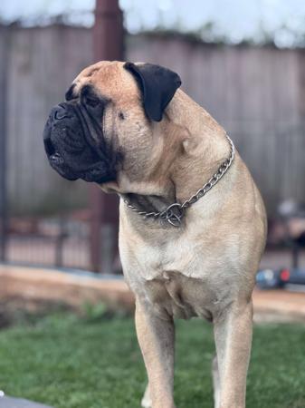 Bullmastiff for sale by LORENZABULL