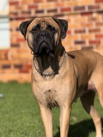Bullmastiff for sale by LORENZABULL