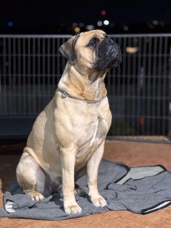 Bullmastiff for sale by LORENZABULL