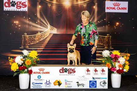 French Bulldog for sale by BEUNYQUE