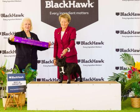 French Bulldog for sale by BEUNYQUE