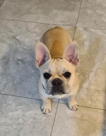 French Bulldog for sale by BEUNYQUE