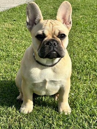 French Bulldog for sale by EBONDOBE