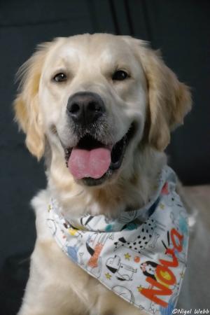 Golden Retriever for sale by GRATHANCAR