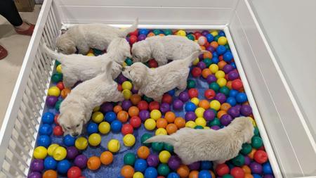 Golden Retriever for sale by GRATHANCAR