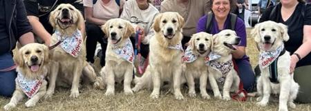 Golden Retriever for sale by GRATHANCAR