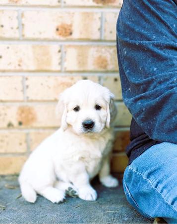 Golden Retriever for sale by GRATHANCAR