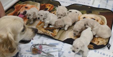 Golden Retriever puppy for sale by GRATHANCAR