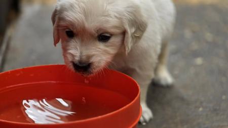Golden Retriever puppy for sale by GRATHANCAR