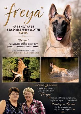 Aust Gr Ch Neut Aust Gr Ch Belgenbeau RuBon Valkyrie CCD RN Belgian Shepherd Dog (Malinois)