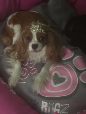 Cavalier King Charles Spaniel puppy for sale by COPPERACRES