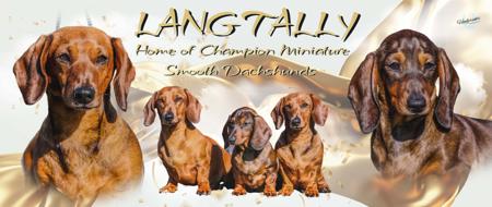 Dachshund (Miniature Smooth Haired) for sale by LANGTALLY