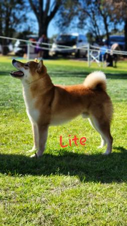 Shiba Inu puppy for sale by KASUMEMIKU