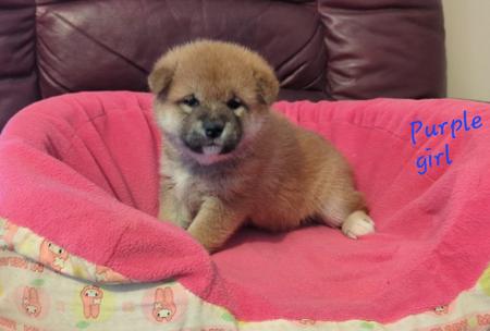 Shiba Inu puppy for sale by KASUMEMIKU