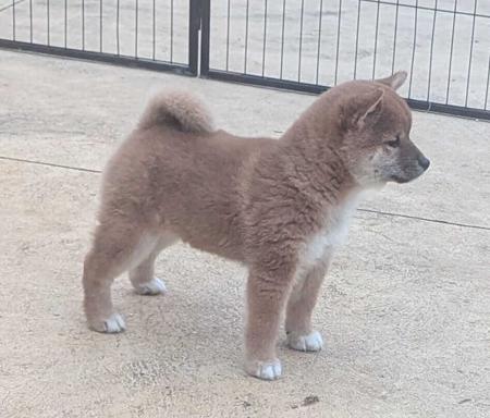 Shiba Inu puppy for sale by KASUMEMIKU