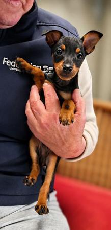 English Toy Terrier (Black and Tan) puppy for sale by YURRUGAR