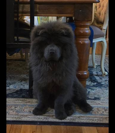 Chow Chow puppy for sale by MOONACRE